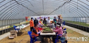 충남 청양 구룡3리 주민들 100만송이 화단국화 조성