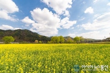 옥천군, 금암 친수공원 내 유채꽃단지 ‘명품 관광지’ 추진