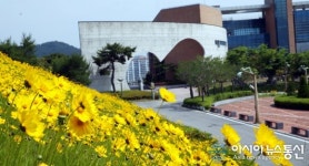 [아통포토]‘여름 성큼’ 함평군립도서관 금계국 활짝