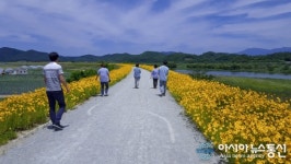 합천 덕곡면 율지제 힐링로드, 금계국 황금 물결 이뤄