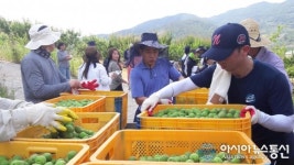 전남도의회 직원들, 매실 수확 ‘구슬땀’