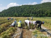 합천 쌍책면, 농가 마늘수확에 군청 공무원 ‘구슬땀’
