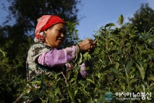 중국, 운남성 옛 반장의 수제 차 기술 탐방