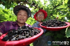 항노화 효능 지리산 산청 오디 수확 한창