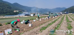 밀양시새마을회, 사랑의 감자 수확 경로당 전달