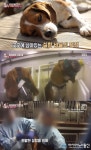 동물농장 실험견 비글 많이 사용하는 이유 충격
