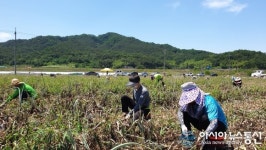 합천 적중면사무소주민복지과, 적중면 양파농가 일손돕기 지원