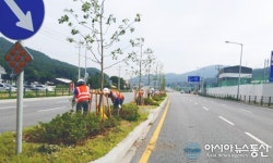 남양주시 ‘달리고 싶은 힐링 도로’ 별내면 중앙분리대 가로수 조성