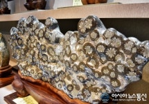 [아통 포토] 섬세한 꽃무늬 만발한 청송 꽃돌