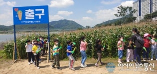 포항시, 옥수수 미로 밭 자연체험 학습장 큰 인기