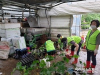 [아통포토]  용인시풍덕천1동 민간단체 회원 원삼면 화훼농가 복구 도와