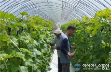 청양지역 농가 비상...재난지역, 정부대책 마련되야 주장