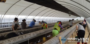 충남 당진시, 집중호우 피해점검 및 복구 구슬땀