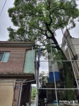 고성군, 공룡시장 주차장 조성부지 내 회화나무(고목) 보존한다