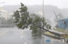 [아통 포토] 제10호 태풍 하이선 위력...가로수 뽑혀