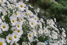 세종시 장군산 영평사 구철초 꽃 축제 올해는 취소