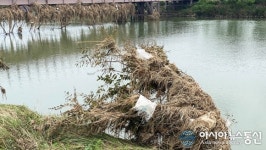 [아통 포토] 강릉시, 남대천 둔치에 모인 쓰레기들