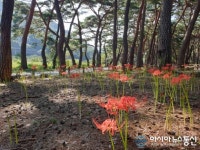 청도 운문사 솔바람길 꽃무릇 절정