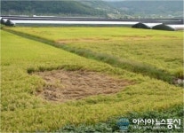 영천시, 벼멸구 피해 대비 중점 예찰·방제 당부