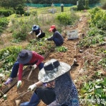 추석명절에 고구마 캐는 농심, 태풍과 수마를 이겨낸 기쁨