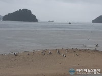 갈매기와 진해 대죽도섬
