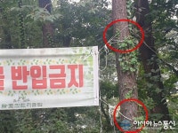 한원CC클럽하우스 진입로 현수막…나무가 죽어간다