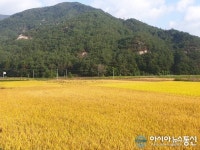 2020년 황금색으로 물든 노오란 벼~