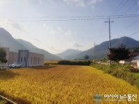 2020년 높은 하늘과 노오란 황금 벼 밭~