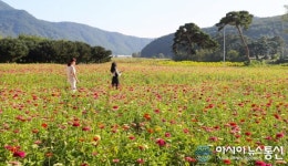 밀양 기회송림 해바라기와 백일홍 만개