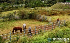 [아통 포토] 제주 머체왓숲길, 목장 구경도