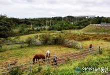 [아통 포토] 조랑말 노니는 제주 머체왓숲길
