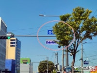김포시 표지판이 가로수로 인해 보이지않아...