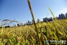 김포시, 과거가 그리운 황금 들녘