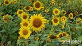 고성 회화면 신천마을 해바라기 활짝