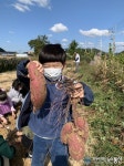 예천 호명라온유치원생 고구마가 왜 이렇게 커요