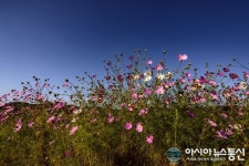 만개한 가을전령 코스모스와 쪽빛으로 물든 가을하늘