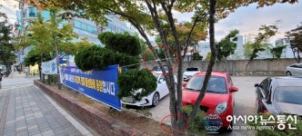 동해시 천곡동 주민센터 앞, 죽어가는 나무…불법 현수막 단속 시급