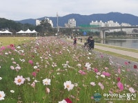 삼패한강시민공원, 시민들 꽃길 걸으며 가을 만끽