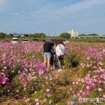 세종시 주말 시민들의 모습, 가을길은 코스모스와 함께 걸어