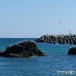 영덕 갈매기가 있는 바다 풍경