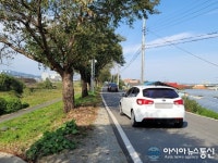 세종시 남리 조천천 인근 나른한 가을 오후의 가로수