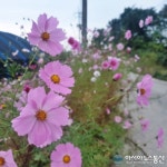 경기 여주의 한 시골길에 핀 가을꽃 코스모스