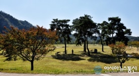 낙동강 경천섬으로 가을여행 떠나볼까