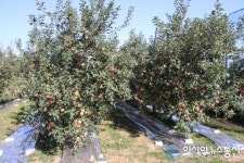 가을햇살 받으며 무르익은 신광 사과