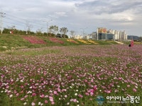 파주 문산노을길 꽃밭 가을 코스모스-국화 만개