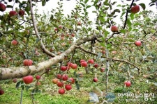 사과철 맞아 농장체험 떠나볼까