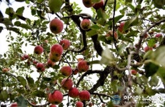 탐스런 사과 골라따는 재미