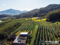 평화로운 상주 승곡체험휴양마을 사과농장