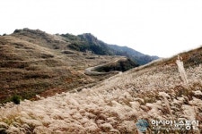 억새가 춤을 추는 창녕 화왕산