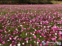 밀양강의 가을 정취